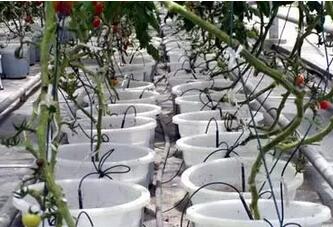 無土栽培,無土栽培技術,無土栽培設備