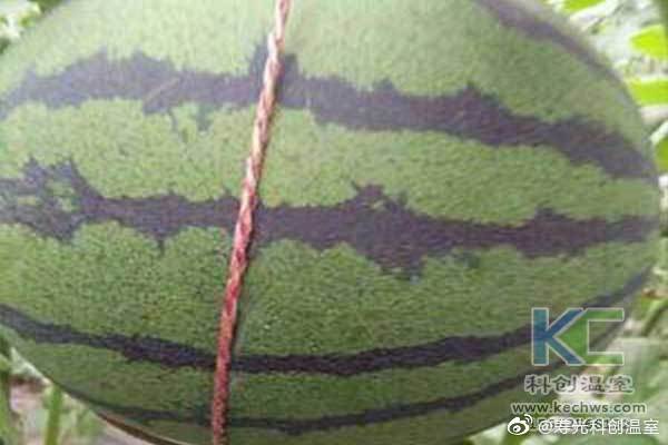 無土栽培,無土栽培技術(shù),無土栽培設(shè)備