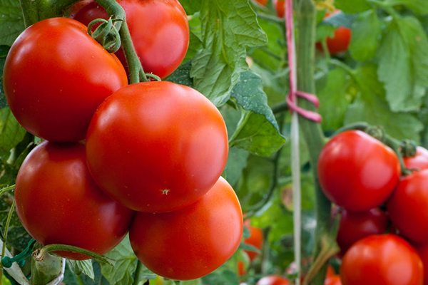 無土栽培，無土栽培技術，無土栽培設備