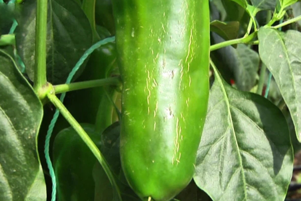 無土栽培，無土栽培技術(shù)，無土栽培設(shè)備