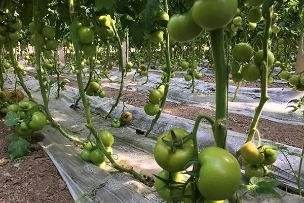 無土栽培，無土栽培技術，無土栽培設備