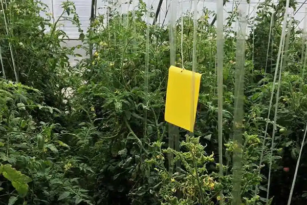 無土栽培，無土栽培技術，無土栽培設備