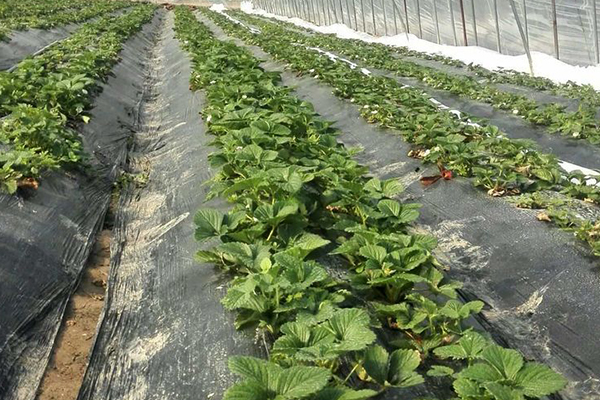 無土栽培，無土栽培技術，無土栽培設備