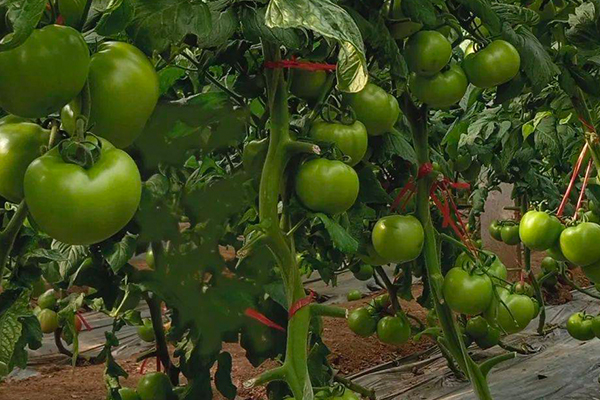 無土栽培，無土栽培技術，無土栽培設備