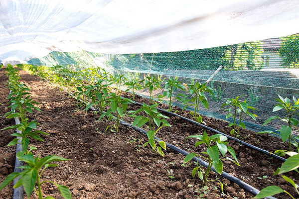 無土栽培，無土栽培技術(shù)，無土栽培設(shè)備