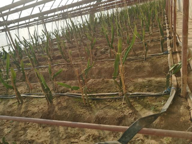 無土栽培,無土栽培技術,無土栽培設備