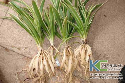 無土栽培，無土栽培技術，無土栽培設備