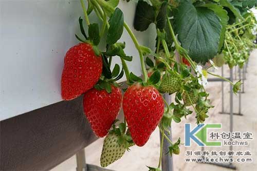 無(wú)土栽培，無(wú)土栽培技術(shù)，無(wú)土栽培設(shè)備