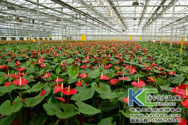 無(wú)土栽培,無(wú)土栽培花卉,無(wú)土栽培技術(shù)