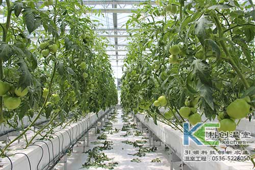 無土栽培，無土栽培技術(shù)，無土栽培設(shè)備