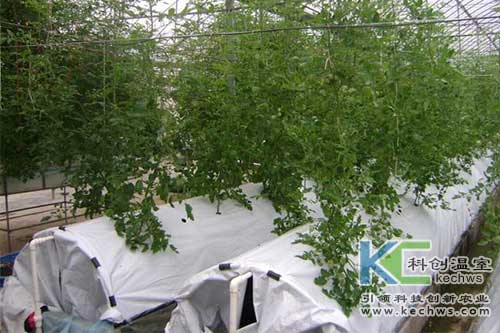 無(wú)土栽培，無(wú)土栽培技術(shù)，無(wú)土栽培設(shè)備