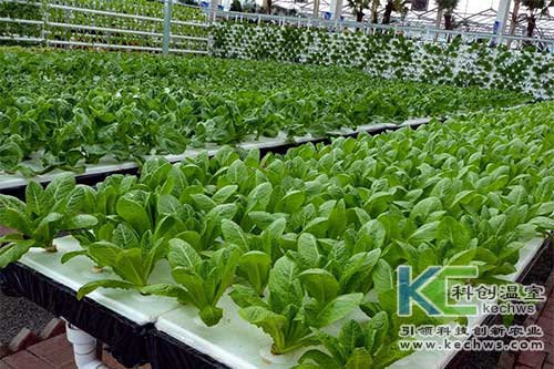 無土栽培,無土栽培技術,營養(yǎng)液膜無土栽培