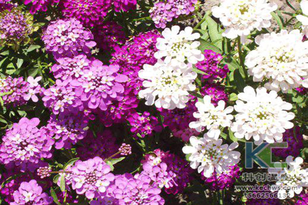 無土栽培,無土栽培技術(shù),無土栽培設(shè)備