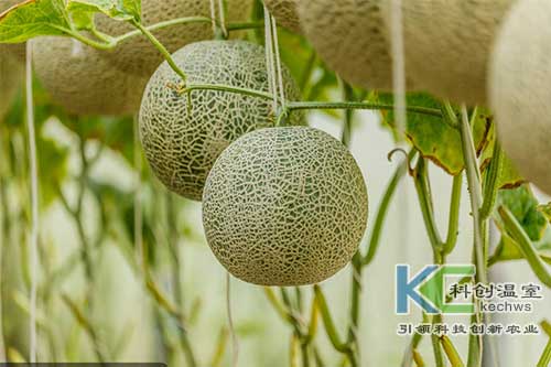 無(wú)土栽培，無(wú)土栽培技術(shù)，無(wú)土栽培設(shè)備