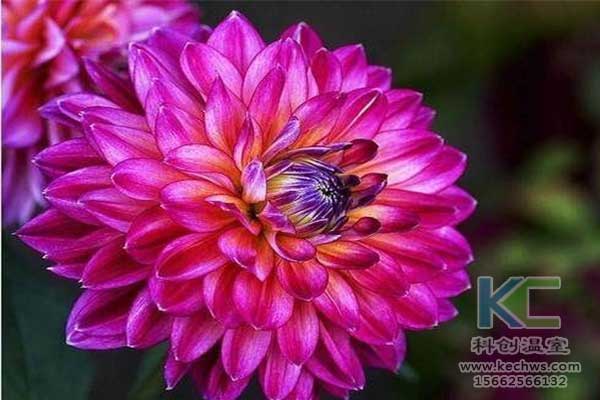 無土栽培，無土栽培技術，無土栽培設備