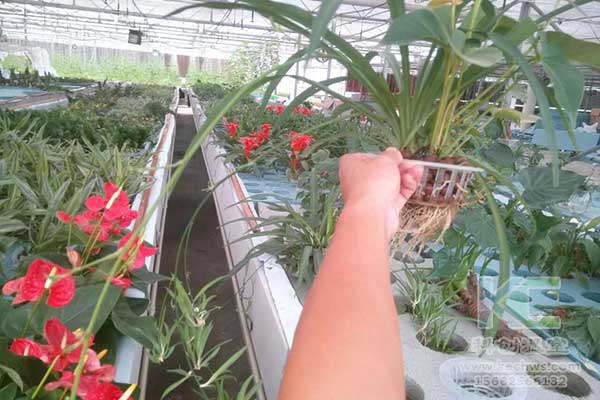 無(wú)土栽培，無(wú)土栽培技術(shù)，無(wú)土栽培設(shè)備