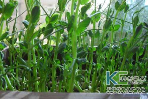 無土栽培，無土栽培技術，無土栽培設備