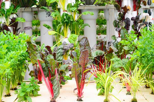 無土栽培，無土栽培技術，無土栽培設備