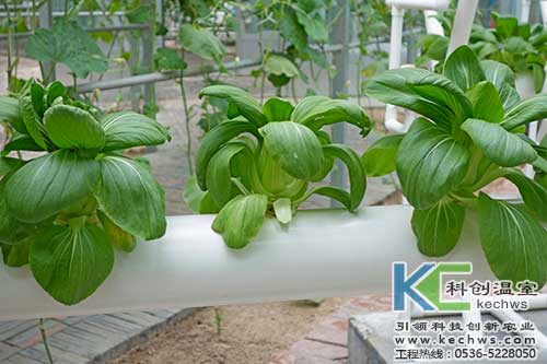 無(wú)土栽培,無(wú)土栽培技術(shù),無(wú)土栽培設(shè)備