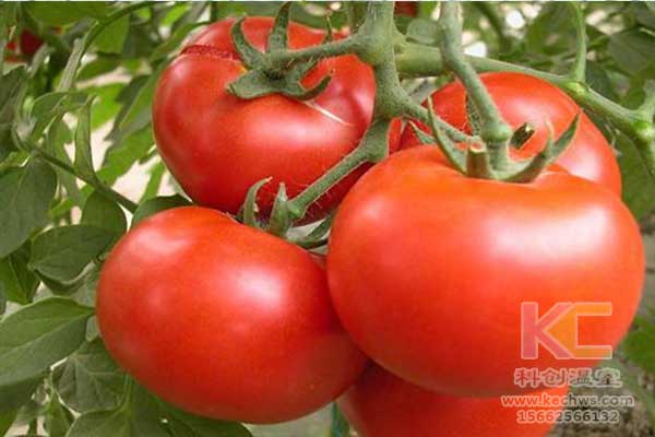 無土栽培，無土栽培技術，無土栽培設備