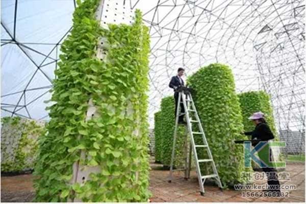 無土栽培，無土栽培技術，無土栽培設備