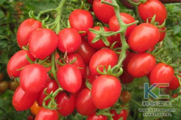 無土栽培，無土栽培技術，無土栽培設備