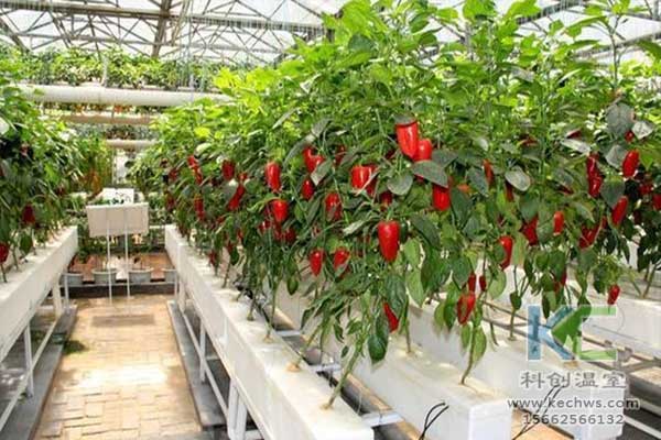 無土栽培，無土栽培技術，無土栽培設備