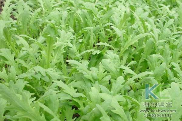 無土栽培，無土栽培技術，無土栽培設備