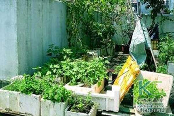 無土栽培，無土栽培技術，無土栽培設備