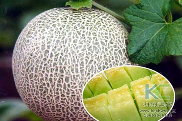 無土栽培，無土栽培技術，無土栽培設備