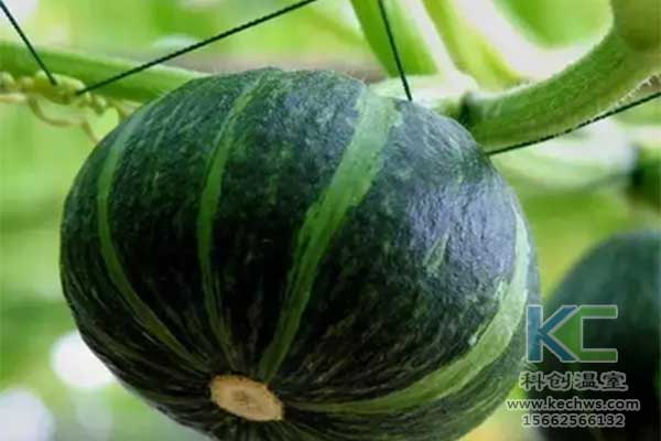 無土栽培，無土栽培技術，無土栽培設備