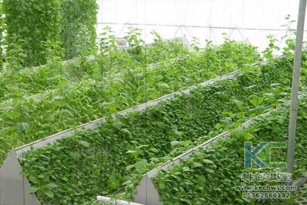無土栽培，無土栽培技術，無土栽培設備