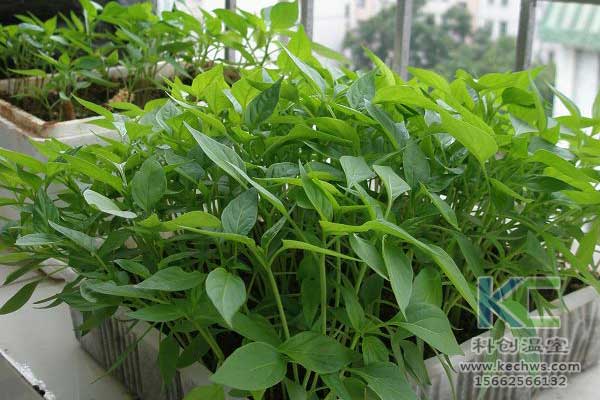 無土栽培，無土栽培技術(shù)，無土栽培設(shè)備