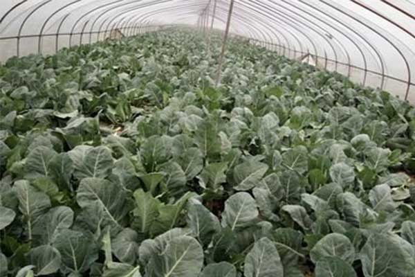 無土栽培，無土栽培技術(shù)，無土栽培設(shè)備