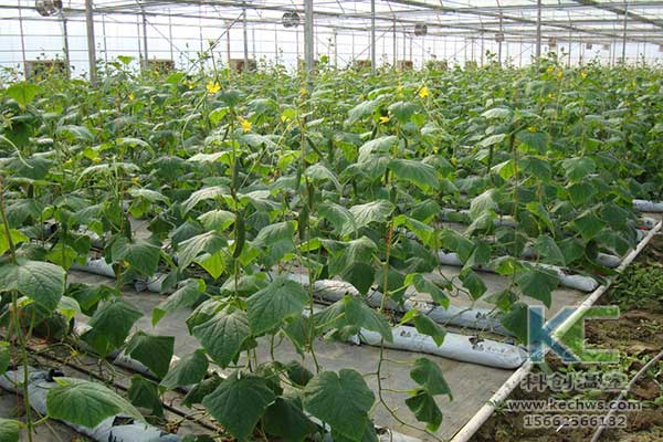 無土栽培，無土栽培技術(shù)，無土栽培設(shè)備