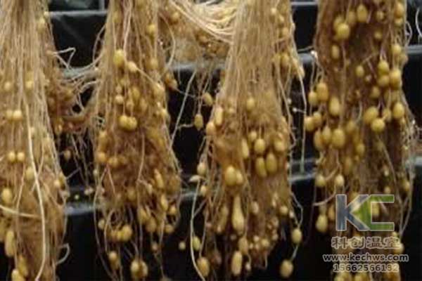 無土栽培，無土栽培技術，無土栽培設備