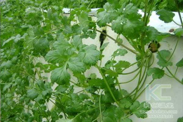 無土栽培，無土栽培技術(shù)，無土栽培設(shè)備