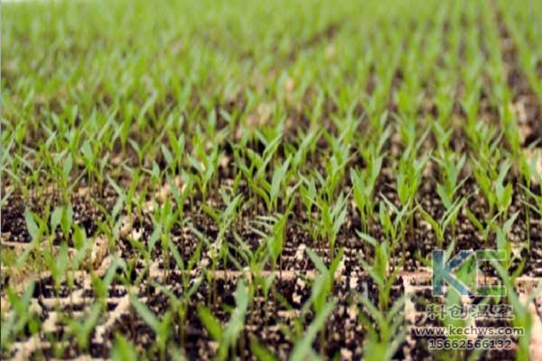 無土栽培，無土栽培技術