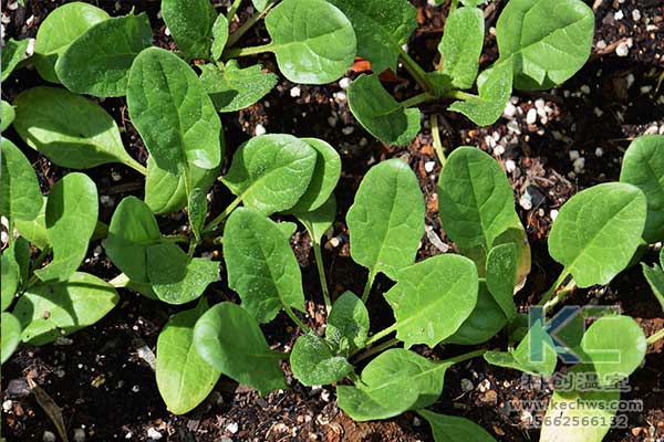 無土栽培，無土栽培技術，無土栽培設備