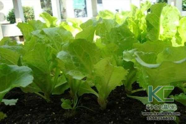 無土栽培，無土栽培技術，無土栽培設備