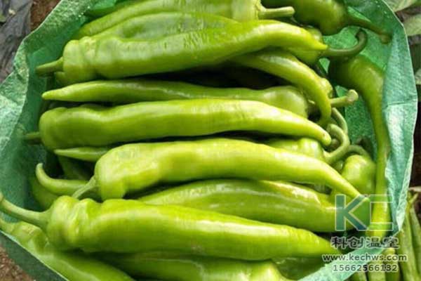 無(wú)土栽培，無(wú)土栽培技術(shù)，無(wú)土栽培設(shè)備