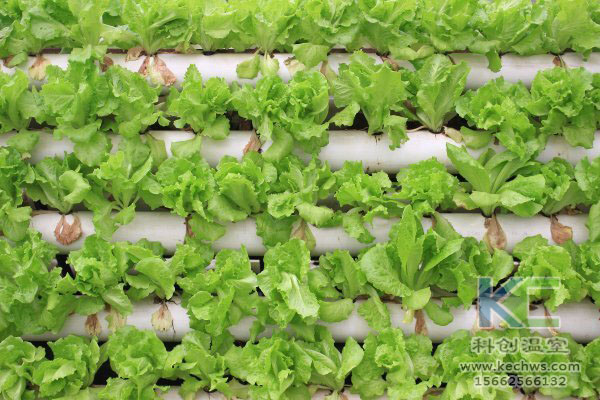 無土栽培，無土栽培技術，無土栽培設備