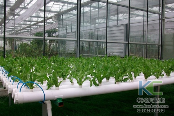 蔬菜無(wú)土栽培,無(wú)土栽培技術(shù),無(wú)土栽培設(shè)備,無(wú)土栽培