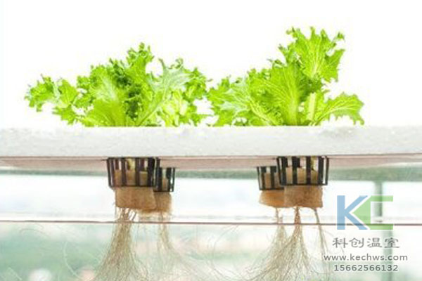 無土栽培,無土栽培技術(shù),溫室大棚,無土栽培蔬菜