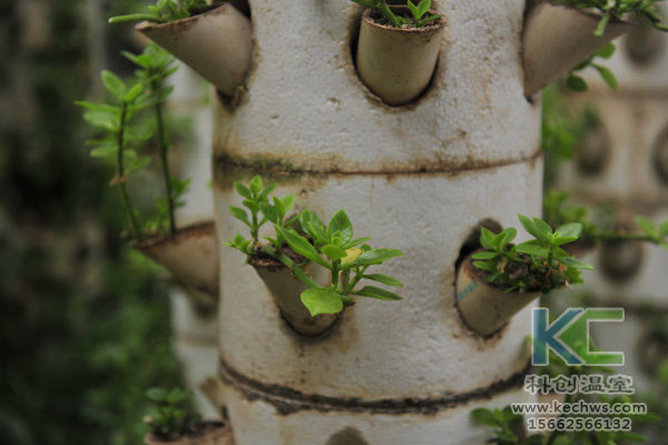 無(wú)土栽培，無(wú)土栽培技術(shù)，無(wú)土栽培設(shè)備