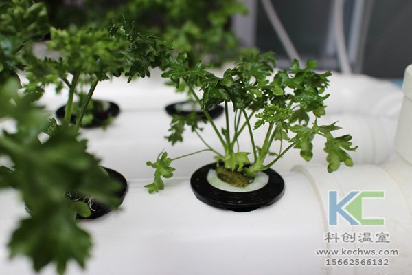 無土栽培,無土栽培技術(shù),無土栽培設(shè)備