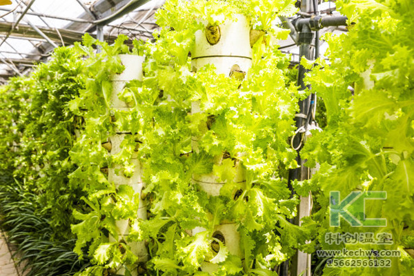 無土栽培,無土栽培技術(shù),無土栽培設(shè)備