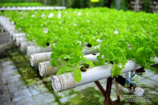 無土栽培，無土栽培技術(shù)，無土栽培設(shè)備
