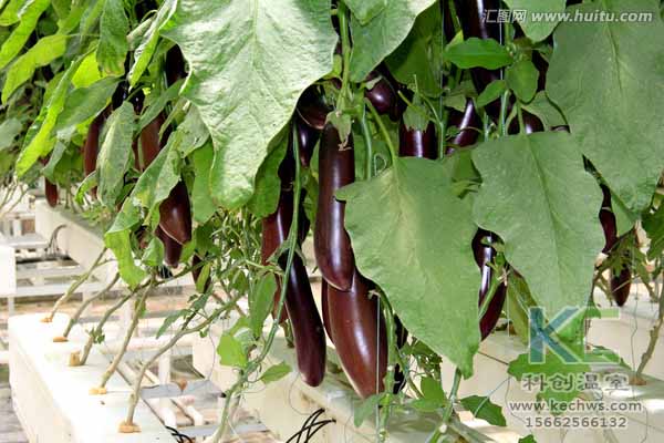 無土栽培技術，無土栽培設備，無土栽培，溫室大棚