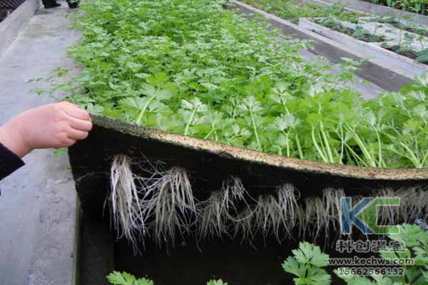 無(wú)土栽培技術(shù),無(wú)土栽培設(shè)備,無(wú)土栽培,溫室大棚